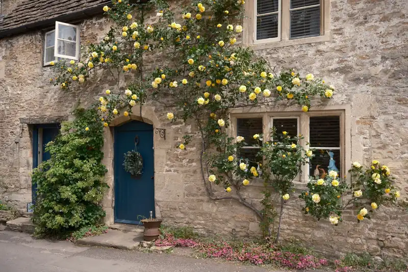 Rough stone cottage with painted timber casement windows, a blue door and climbing roses, showing the traditional window style expected on older Dartmoor edge houses